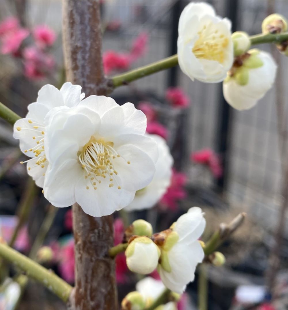 楽天市場】八重緑萼 ヤエリョクガク(花梅）【庭木花木・花梅・は