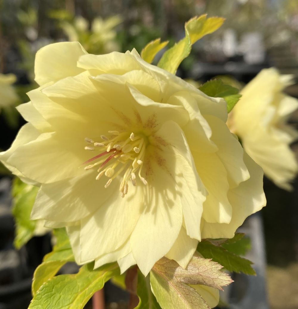 楽天市場】【現品】クリスマスローズ ダブル咲き ゴールドオーレア系 5