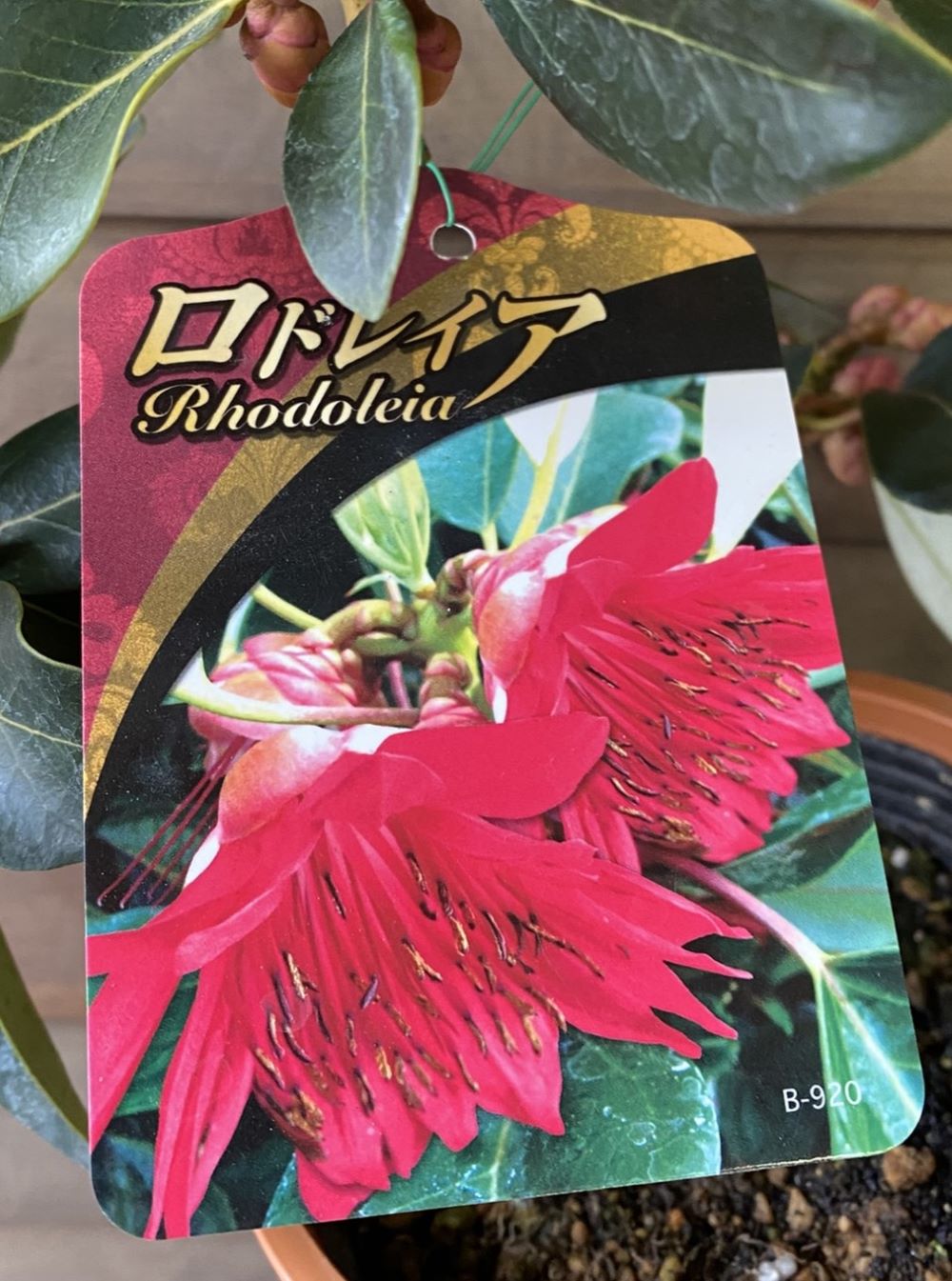 楽天市場】ネコヤナギ 5寸鉢植え ピンクパールネコヤナギ ねこやなぎ