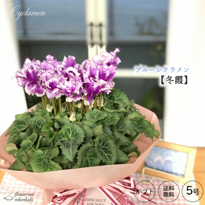 予約販売 5号鉢 冬霞 送料無料 ブルーシクラメン 大栄花園 ブルーシクラメン 送料無料 お歳暮 ギフト プレゼント 花の苗物 ギフト シクラメン お歳暮 プレゼント 12月上旬以降発送