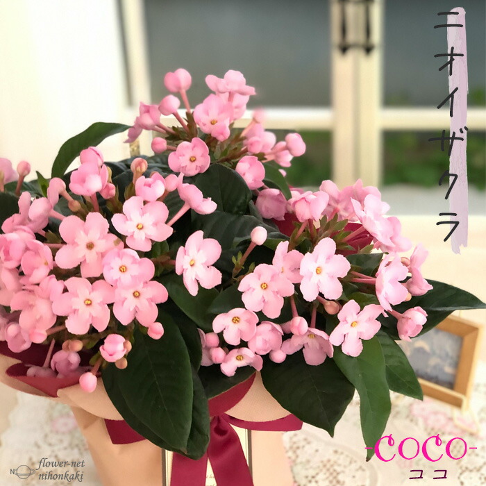 mihomiho デンマークカクタス 薔薇咲き ピンク系 E 　発根済み Amazon.co.jp: 予約販売 バラ咲き デンマークカクタス ピンク