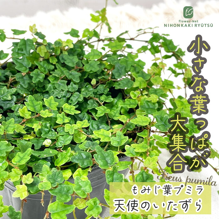 楽天市場】観葉植物 エリスリナ グリーンバタフライ 4号鉢 送料無料