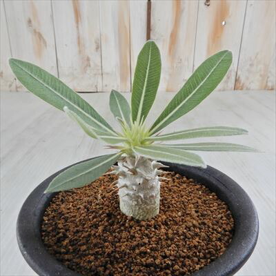 楽天市場】多肉植物 caパキポディウム 恵比寿大黒×タッキー 送料