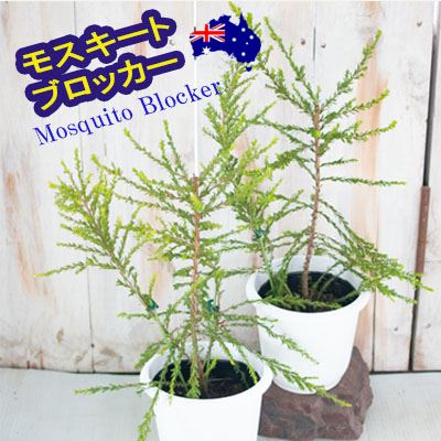 楽天市場 モスキートブロッカー 4号鉢 観葉植物 蚊避け 蚊除け ハーブ Herb フラワーネット 日本花キ流通