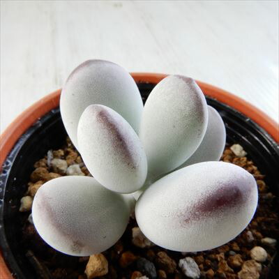 楽天市場】多肉植物 hmクラッスラ ルドリップ 多肉植物 クラッスラ 6cm