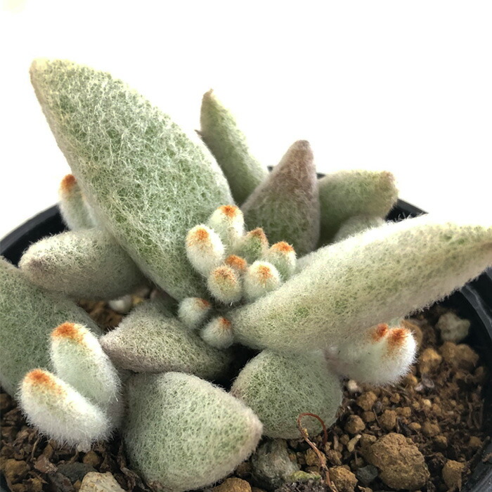 楽天市場】多肉植物 hmカランコエ 孫悟空 多肉植物 カランコエ 6cm