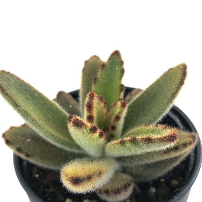 プ*太様 激レア！子株付き♪カランコエ「雪だるま」名札付き6cmポット苗 多肉植 プ*太様 激レア！子株付き♪カランコエ「雪だるま」名札付き6cmポット