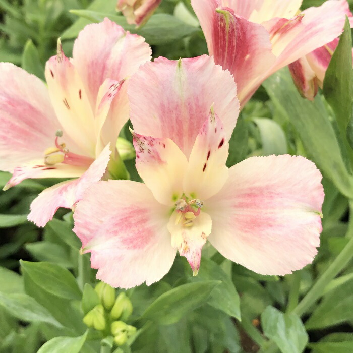 楽天市場】予約販売 アルストロメリア 苗 ピンクスプレー 10.5cmポット