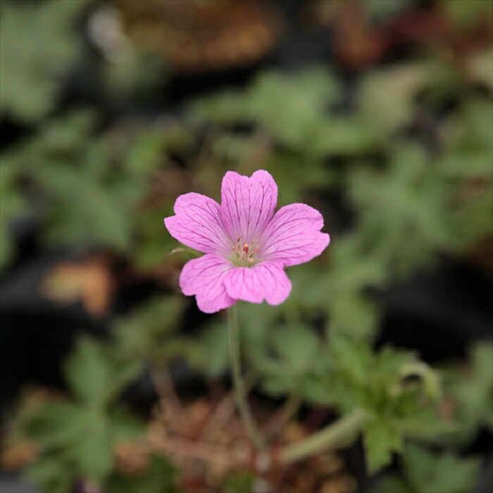 楽天市場 予約販売 宿根草の咲く庭 ベロニカ ロンギフォリア ブルーシェーズ 宿根草苗 9cmロングポット ガーデニング 多年草 3月下旬以降発送 フラワーネット 日本花キ流通 楽天市場 予約販売 宿根草の咲く庭 ベロニカ ロンギフォリア ブルーシェーズ 宿根草苗 9cmロングポット ガーデニング 多年草 3月下旬以降発送 フラワーネット 日本花キ流通