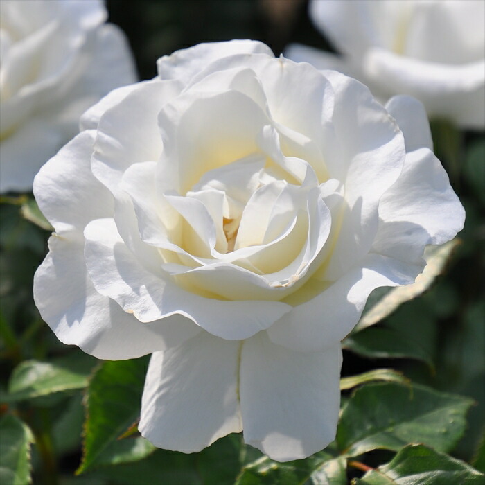 楽天市場】予約販売 バラ苗 バラ大苗 ロサ オリエンティス ラパン 登録