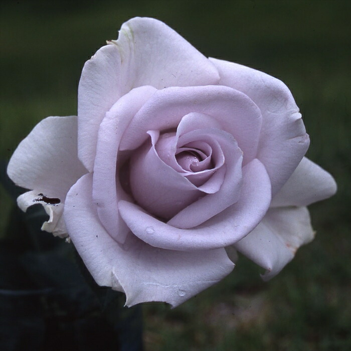 楽天市場】予約販売 バラ苗 バラ大苗 ロサ オリエンティス ポルト