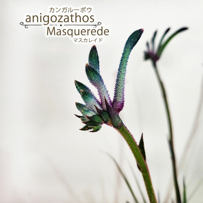 楽天市場】予約販売 カンガルーポー ファイヤー アニゴザントス 5号鉢