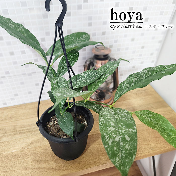 楽天市場】観葉植物 ホヤ ラクノーサ ミントコイン 3号 吊り鉢
