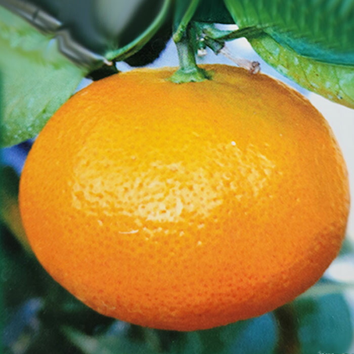 楽天市場】みかん苗 ふくれみかん（福来） 13.5cmポット 送料無料