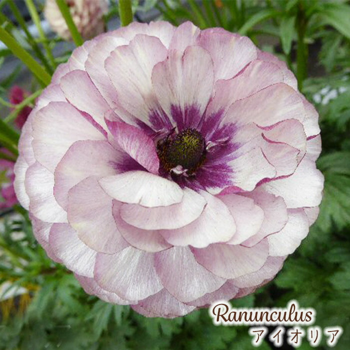 【開花株】ラナンキュラスラックス　アリアドネ　10.5cmポット苗《3/12》 楽天市場】予約販売 ラナンキュラス ラックス 苗 アリアドネ 10.5cm