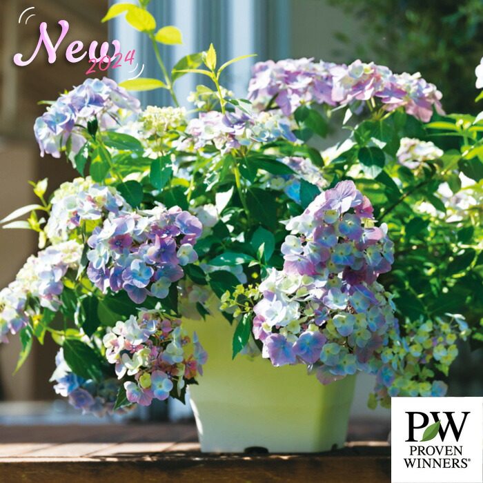 【花苗】PW正規品 ラグランジア オーロランジュ ②❤︎お花あり　新品種 楽天市場】ラグランジア(R)'オーロランジュ' : おぎはら植物園