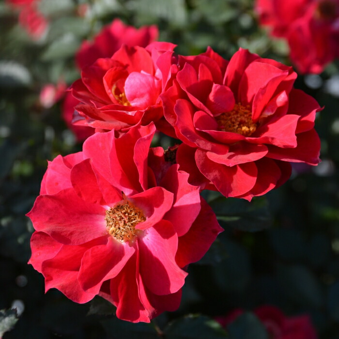 楽天市場】予約販売 バラ苗 バラ大苗 禅ローズ オンディーナ 四季咲き