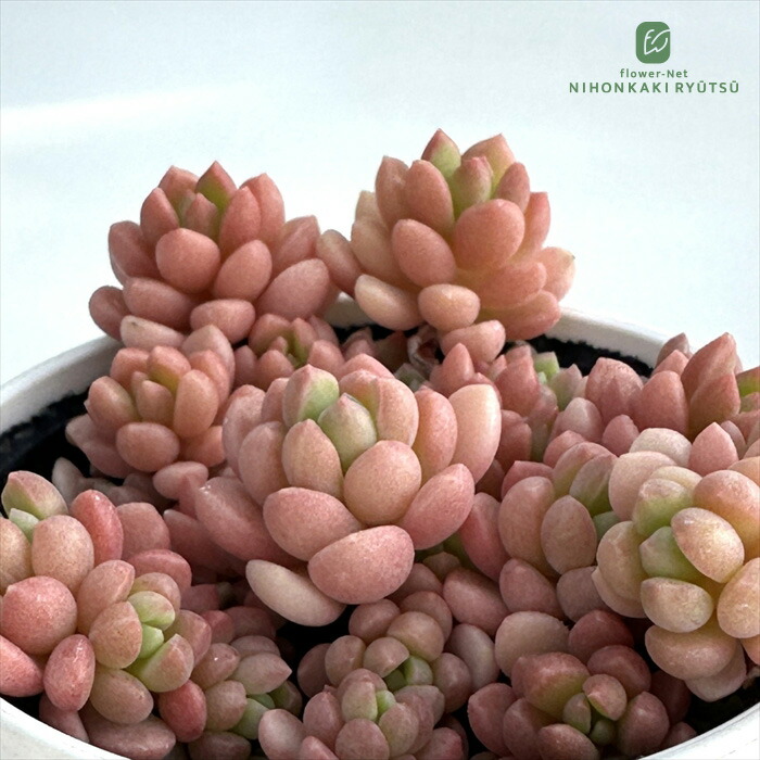 楽天市場】多肉植物 sizセダム 蜜柑てまり 多肉植物 雫ファームさん苗