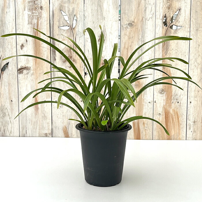 楽天市場】キンリョウヘン 金稜辺 花芽付き 3芽 6号サイズ 日本