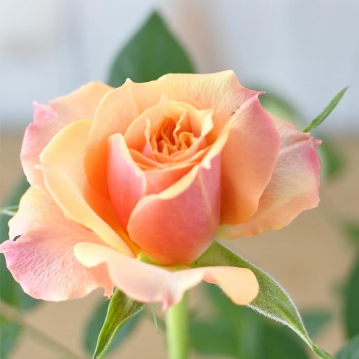 希少バラ3種類　40本 20850_1.jpg