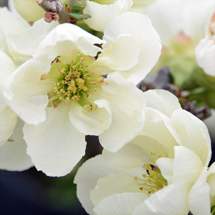 楽天市場】寒ボケ(寒木瓜) 雪小町（白花）4号鉢盆栽仕立て苗(c1