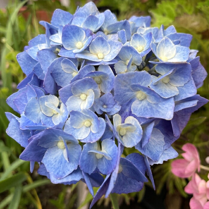 楽天市場】アジサイ クレイジーテンシアブルー 10.5cmポット