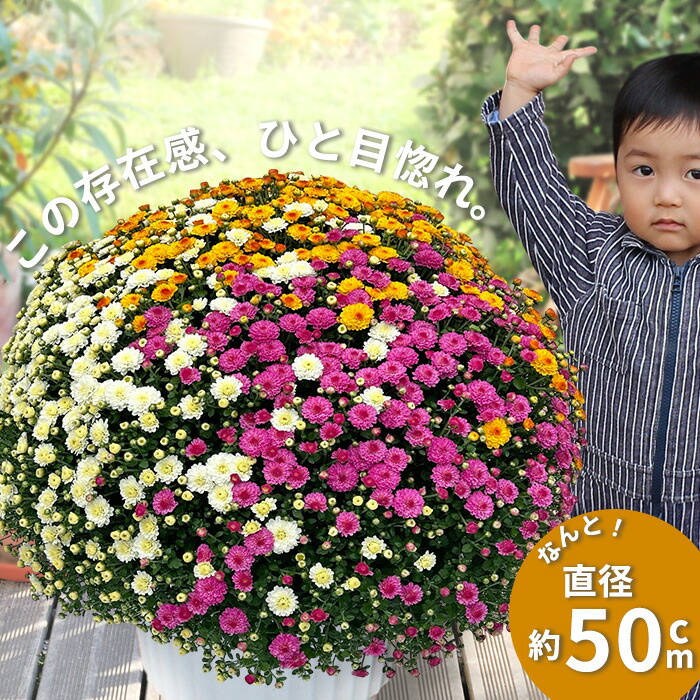 数量限定 大輪マム苗 かわいいお庭 アンティークなガーデン レア