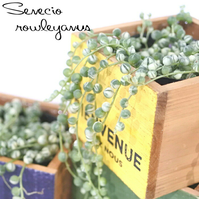 楽天市場】【当店農場生産】多肉植物 セネシオ 斑入グリーンネックレス