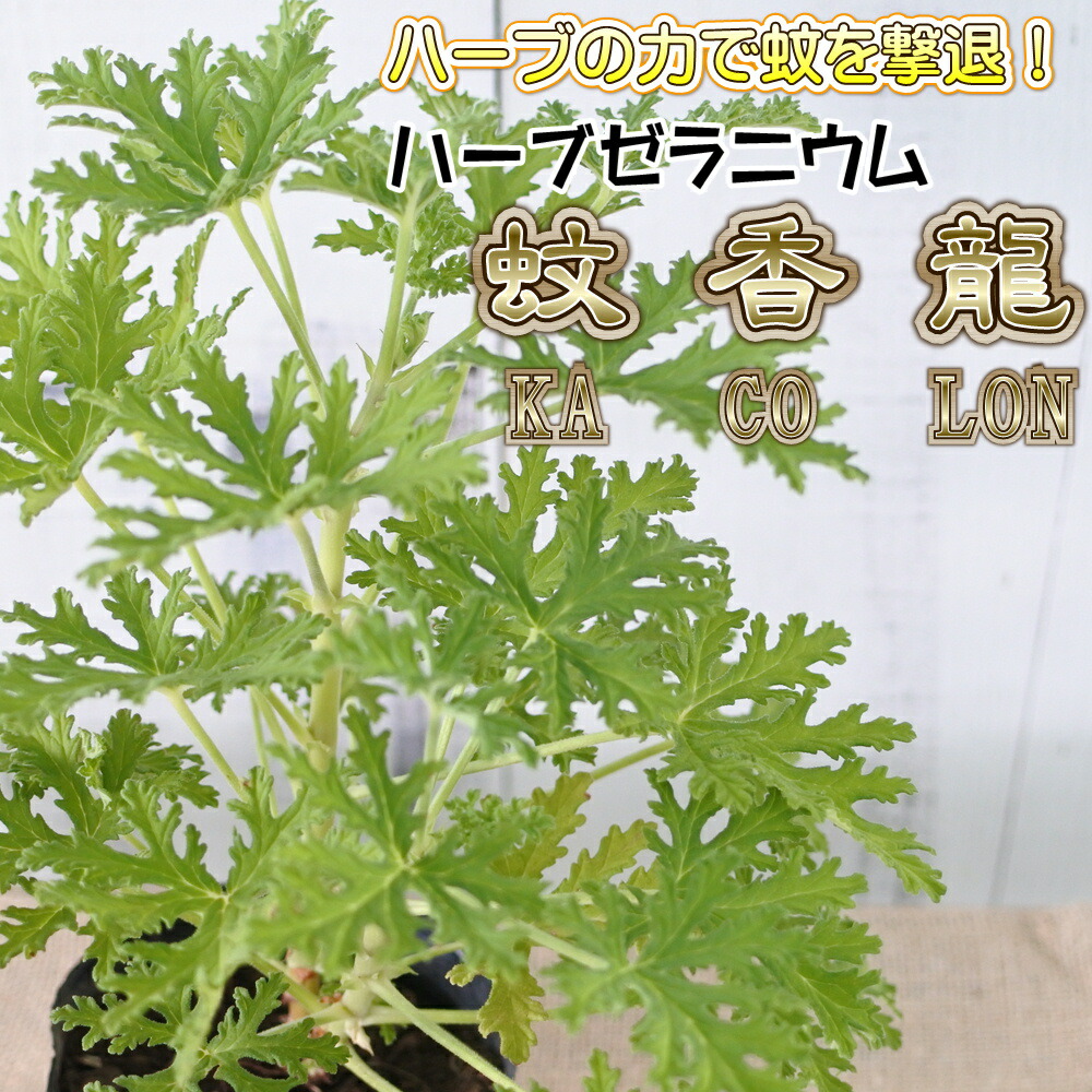 楽天市場 ハーブゼラニウム ハーブゼラニューム センテッドローズ 蚊除け 蚊よけ 蚊の忌避効果 10 5cmポット Herb フラワーネット 日本花キ流通
