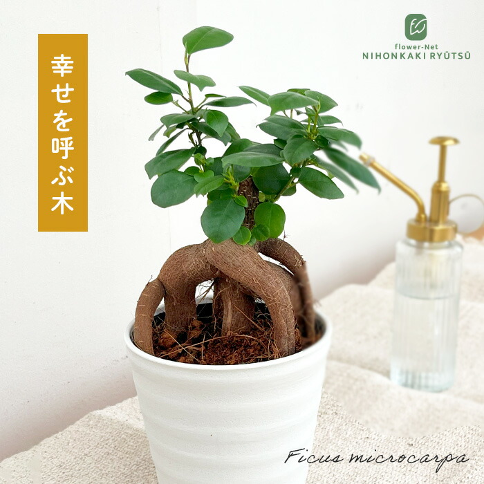 フィカス　アルテシマ　4 フィカス アルテシマ 4 フィカス：アルテシマ 4号鉢植え の通販