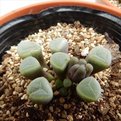 アボニア・クイナリア(大)　赤花　写真右の株です　冬型　コーデックス　塊根植物 多肉植物 caアボニア クイナリア (赤花アルストニー) 多肉