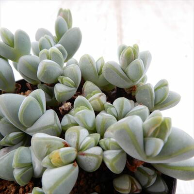 多肉植物^o^  エンジェルティアーズ錦 楽天市場】【当店農場生産】多肉植物 セネシオ エンジェルティアーズ錦