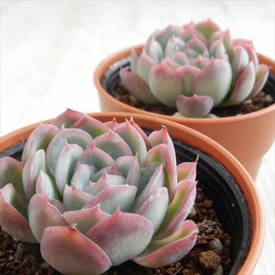 楽天市場 多肉植物 Hmエケベリア 花月夜 エレガンス ブリドニス交配種 多肉植物 エケベリア 6cmポット フラワーネット 日本花キ流通 楽天市場 多肉植物 Hmエケベリア 花月夜 エレガンス ブリドニス交配種 多肉植物 エケベリア 6cmポット フラワーネット 日本花キ流通