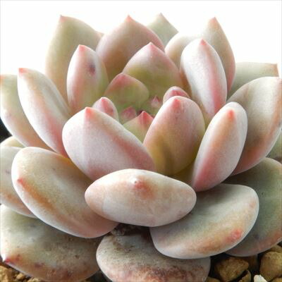 楽天市場 多肉植物 Swkエケベリア アリエル 多肉植物 エケベリア 7 5cmポット フラワーネット 日本花キ流通