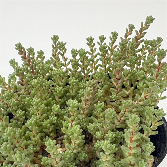 楽天市場】多肉植物 seセダム アクレ アウレウム エレガンス 9cm