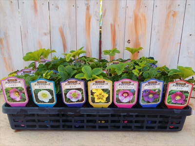 楽天市場】クリスマスローズ苗 ダブル 5株セット 9cmポット 新潟県産