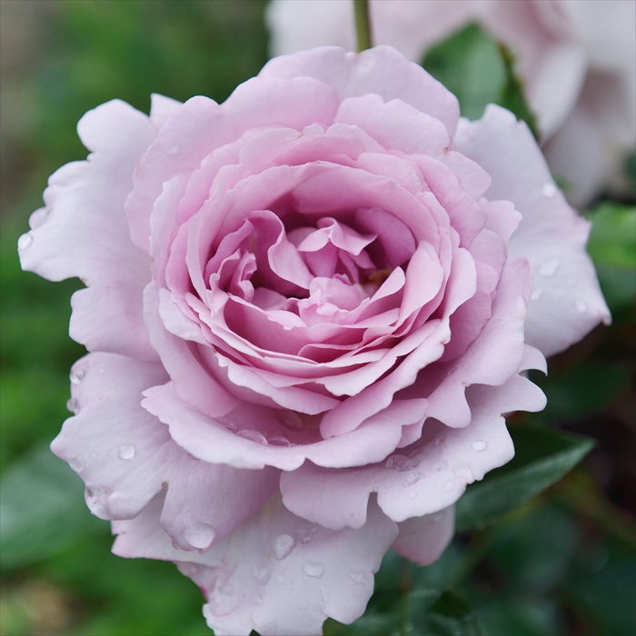 楽天市場】予約販売 バラ苗 バラ大苗 河本バラ園 サフィレット 登録