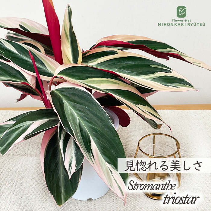 オリヴァー・クレア　果物　希少な図録・レゾネより　状態良好　新品額装付 ゼクシィ 2025年 10月号 《付録》 miffy マルチケース : ききらら