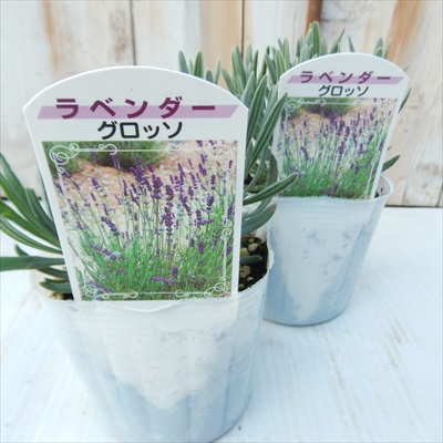 楽天市場 ラベンダー グロッソ ハーブ 耐寒性多年草 9cmポット Herb フラワーネット 日本花キ流通