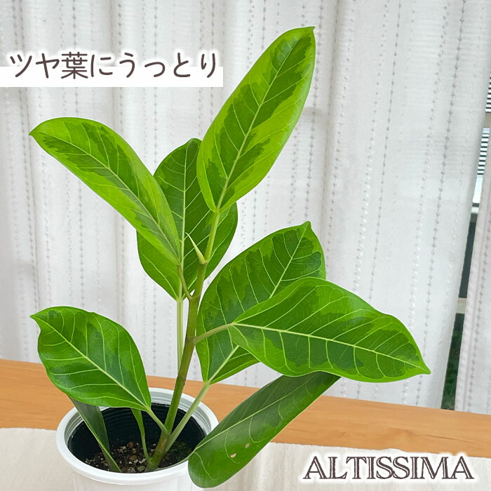 楽天市場】観葉植物 斑入りフィカス ジン ゴムの木 7.5cmポット