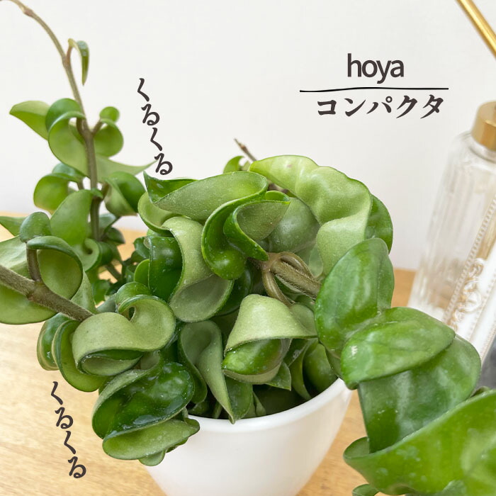 ホヤ マチルダ 植え木鉢ごと 楽天市場】観葉植物 ホヤ マチルダ (カルノーサ×セルペンス) 4号