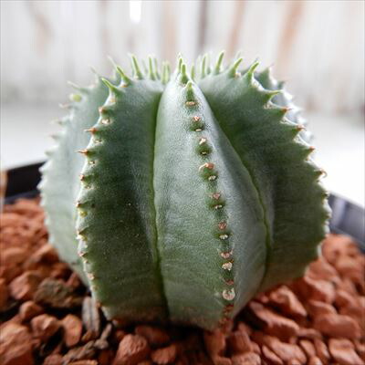 楽天市場】多肉植物 osユーフォルビア デカリー スピロスティカ