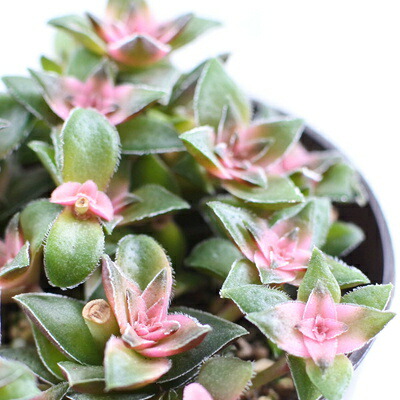 楽天市場】多肉植物 seエンジェルティアーズ錦 多肉植物 7.5cmポット
