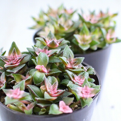 楽天市場 多肉植物 Hmクラッスラ 茜の塔錦 6cmポット 多肉植物 フラワーネット 日本花キ流通