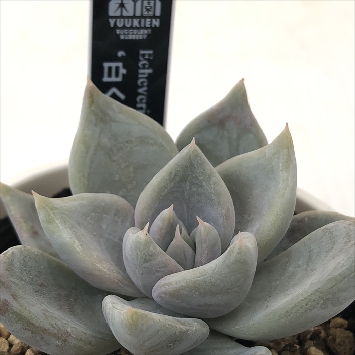 楽天市場】多肉植物 oriミックスベリア No.003 紅手鞠 多肉植物
