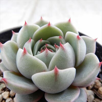 楽天市場】多肉植物 oriミックスベリア No.046 はじまりの花 多肉植物