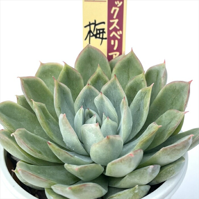 楽天市場】多肉植物 oriミックスベリア No.017 雲の花 多肉植物 お