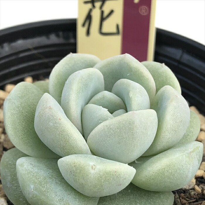 楽天市場】多肉植物 oriミックスベリア No.032 眠り姫 多肉植物 お