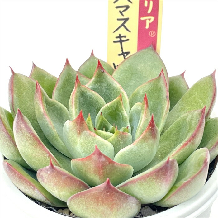 おまとめ中！39SALE！多肉植物^o^   ムラサキ おまとめ！ 39SALE！多肉植物^o^ レーマニー2種セット - メルカリ