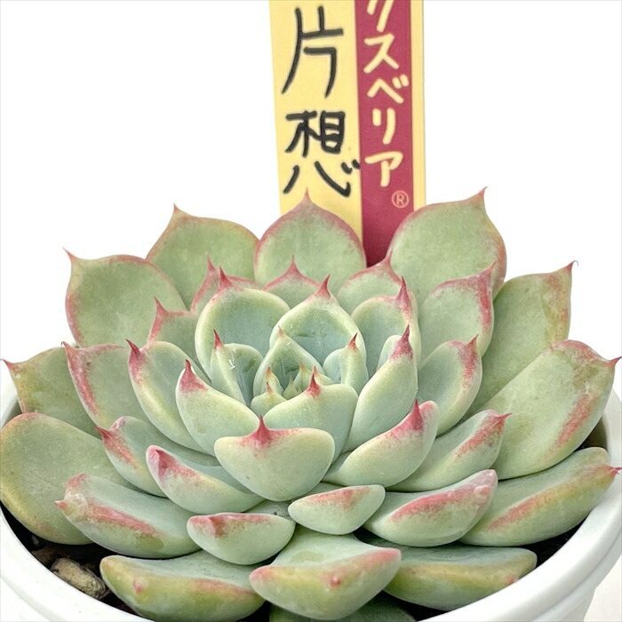 楽天市場】多肉植物 oriミックスベリア No.022 三日月 多肉植物